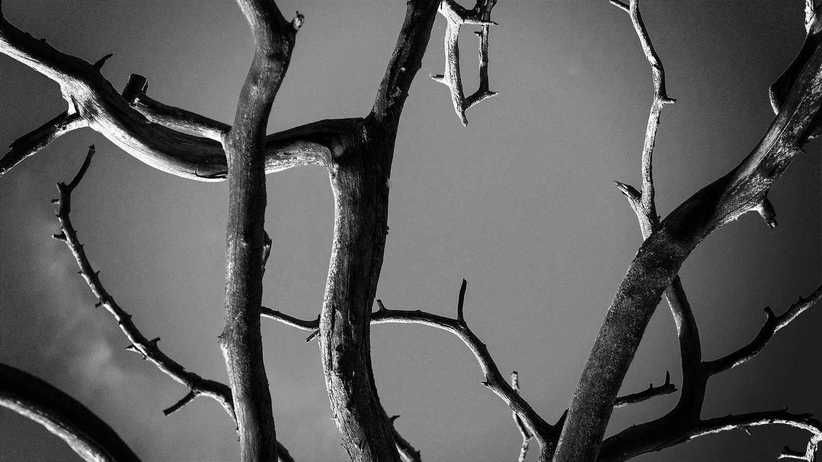 Tree with visible storm damage