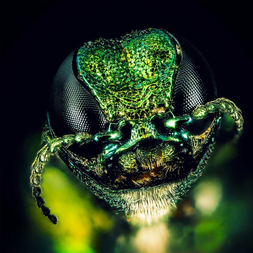 Emerald ash borer beetle on tree bark