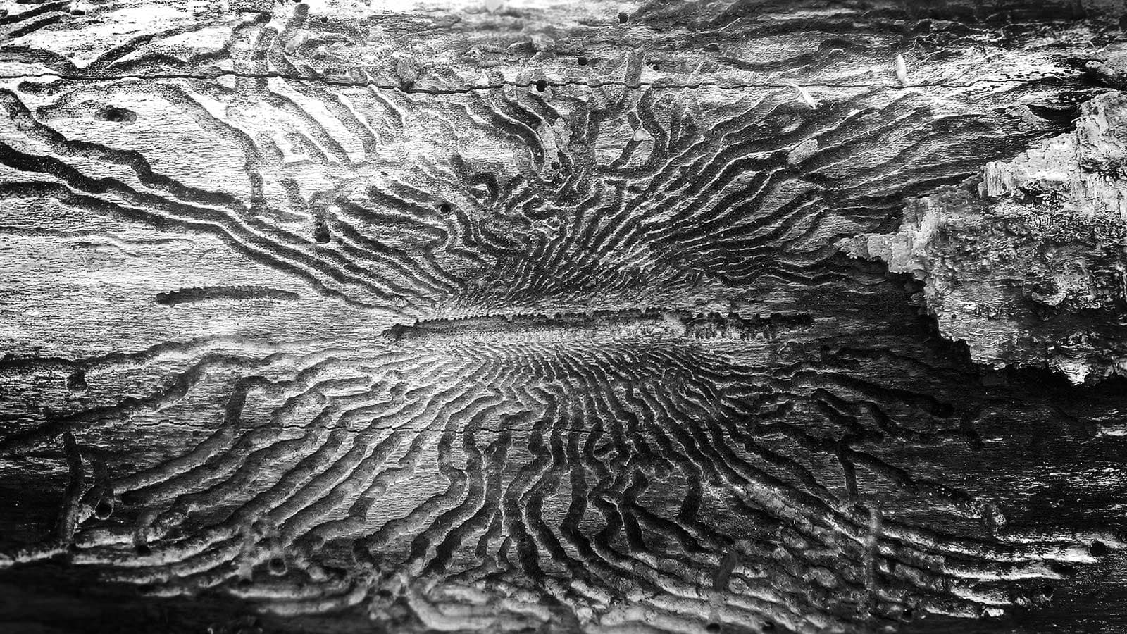 Ash tree showing damage from emerald ash borer