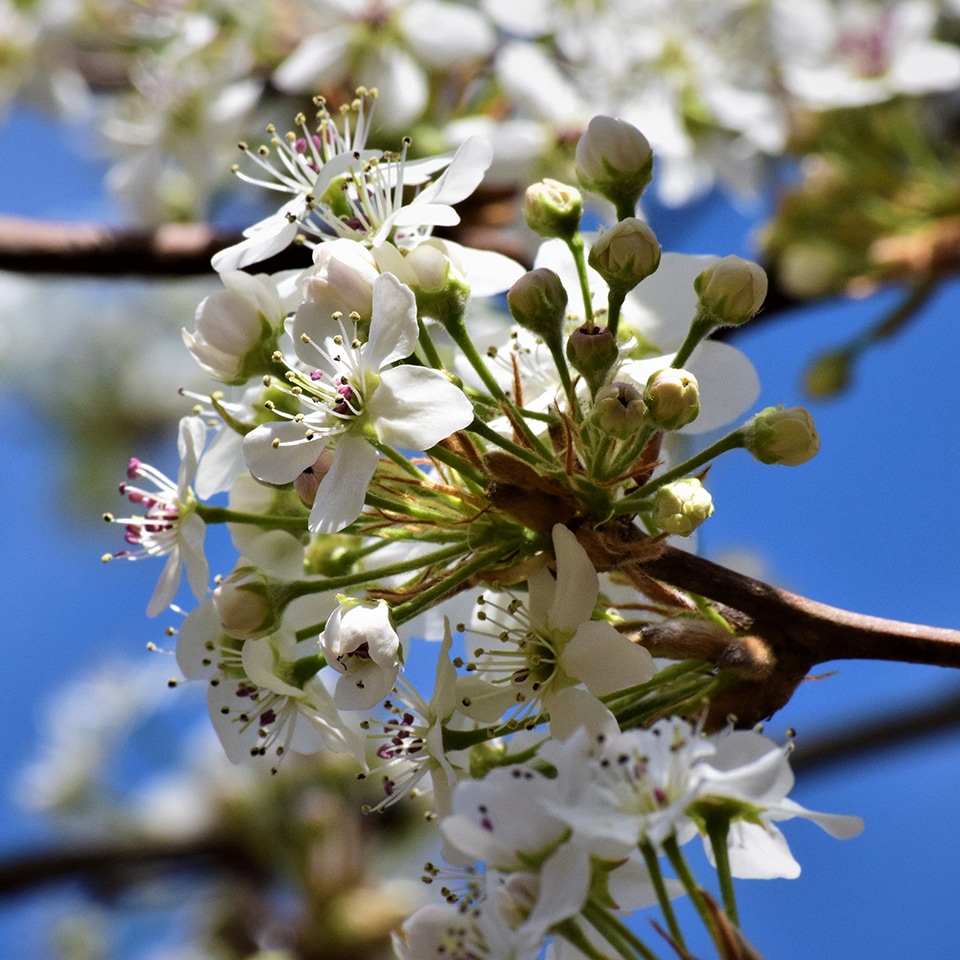 Bradford Pear, invasive tree species in North Carolina