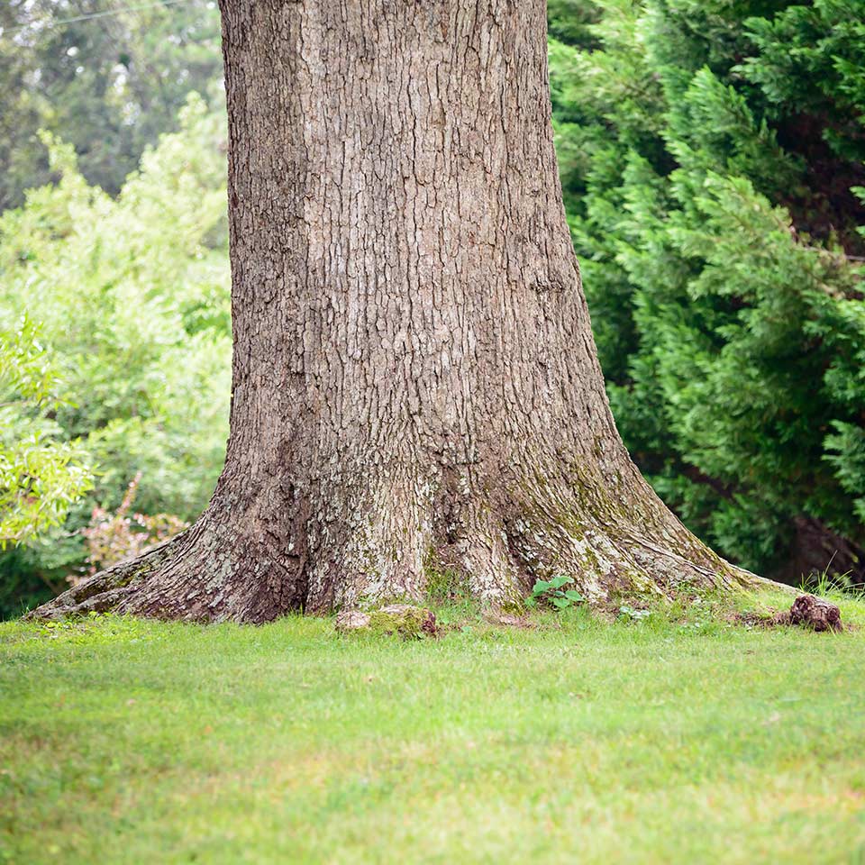 Proper mulch application around tree base