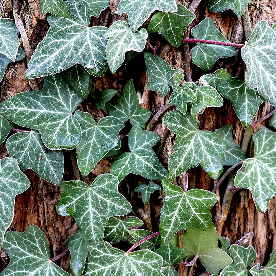 English Ivy, invasive vine covering forest floor and trees