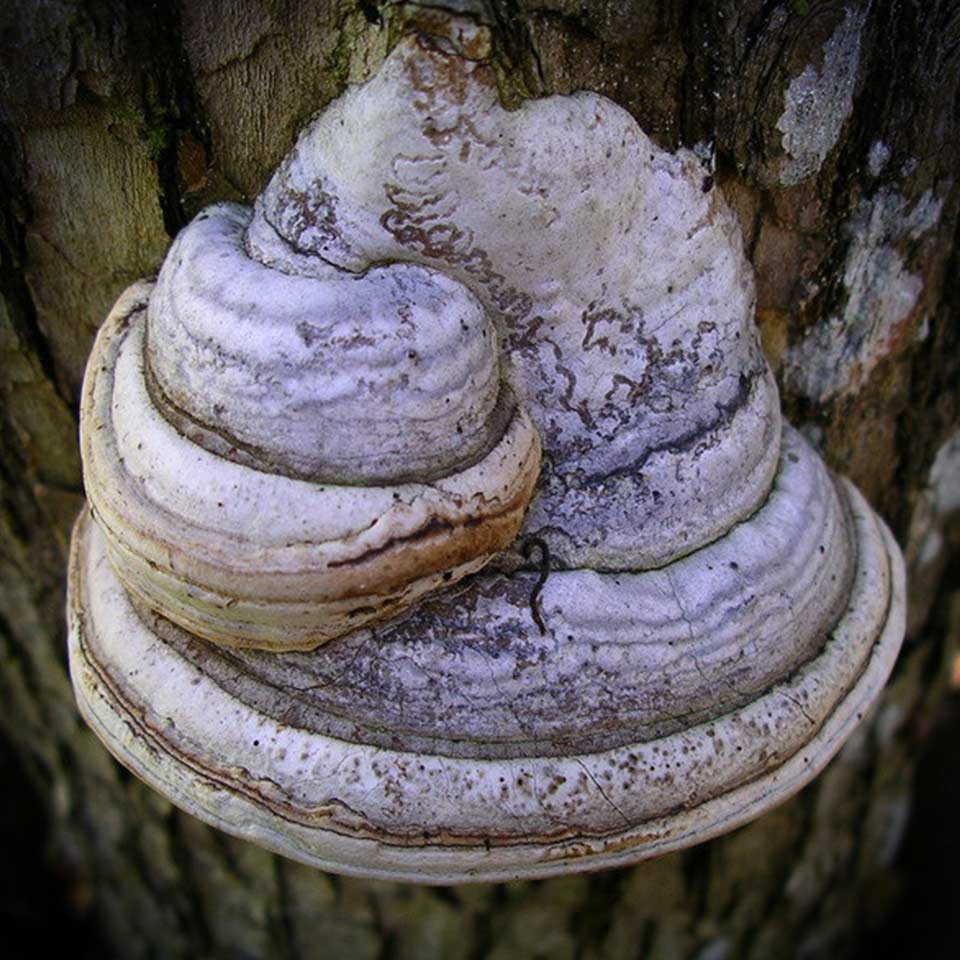 Amadou mushroom, used historically for fire-starting and fabric