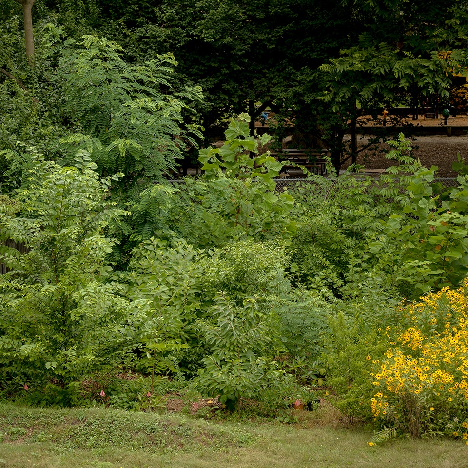 High density forest with wildflowers and native trees