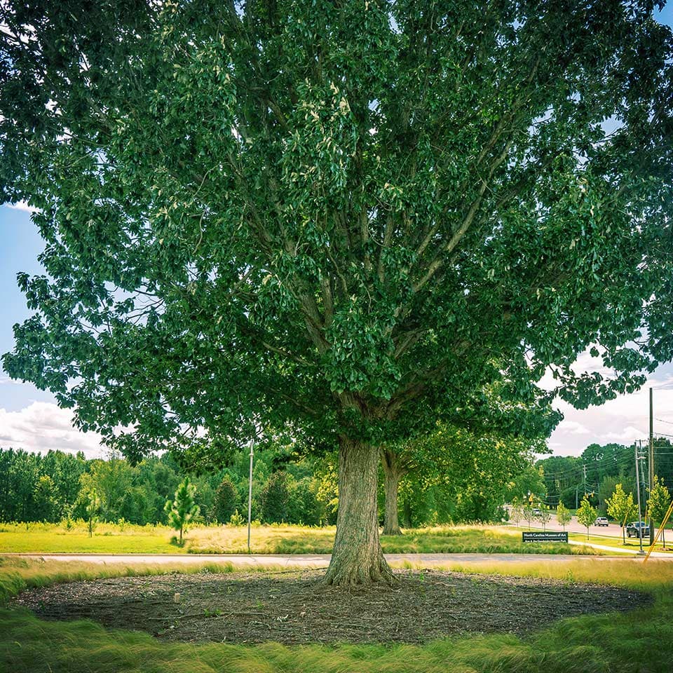 Correct mulch width for tree health