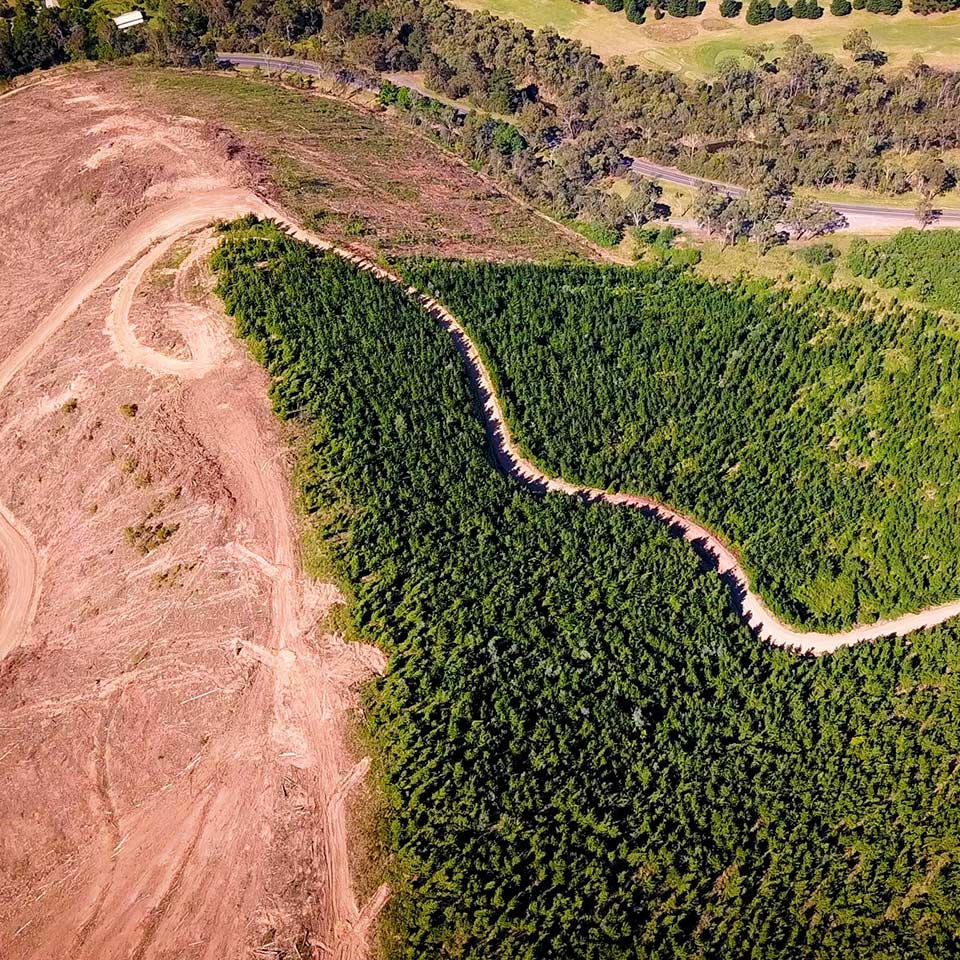 Forest of trees representing climate change mitigation