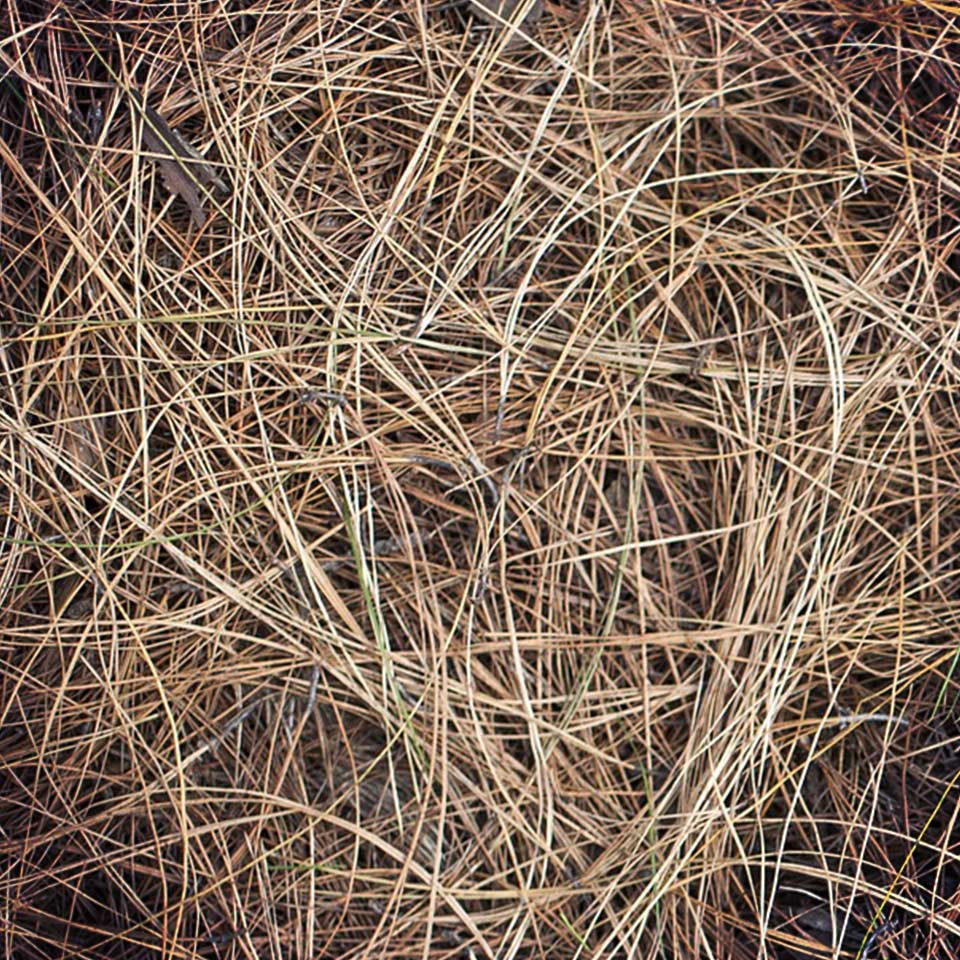 Pine straw mulch