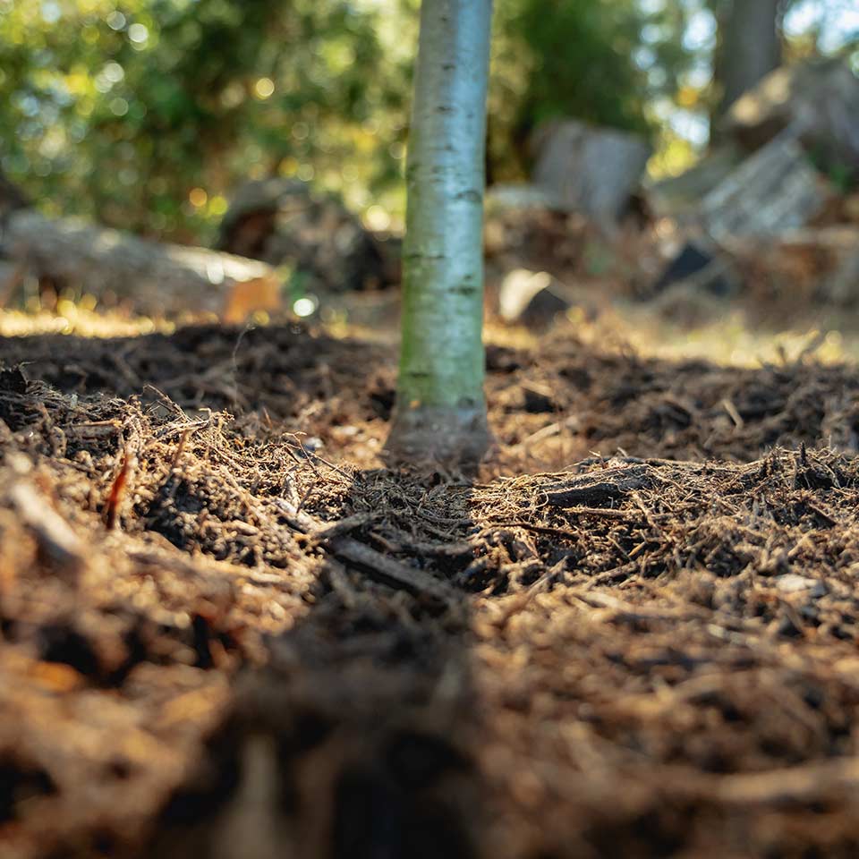 Tree with protective staking and mulch ring