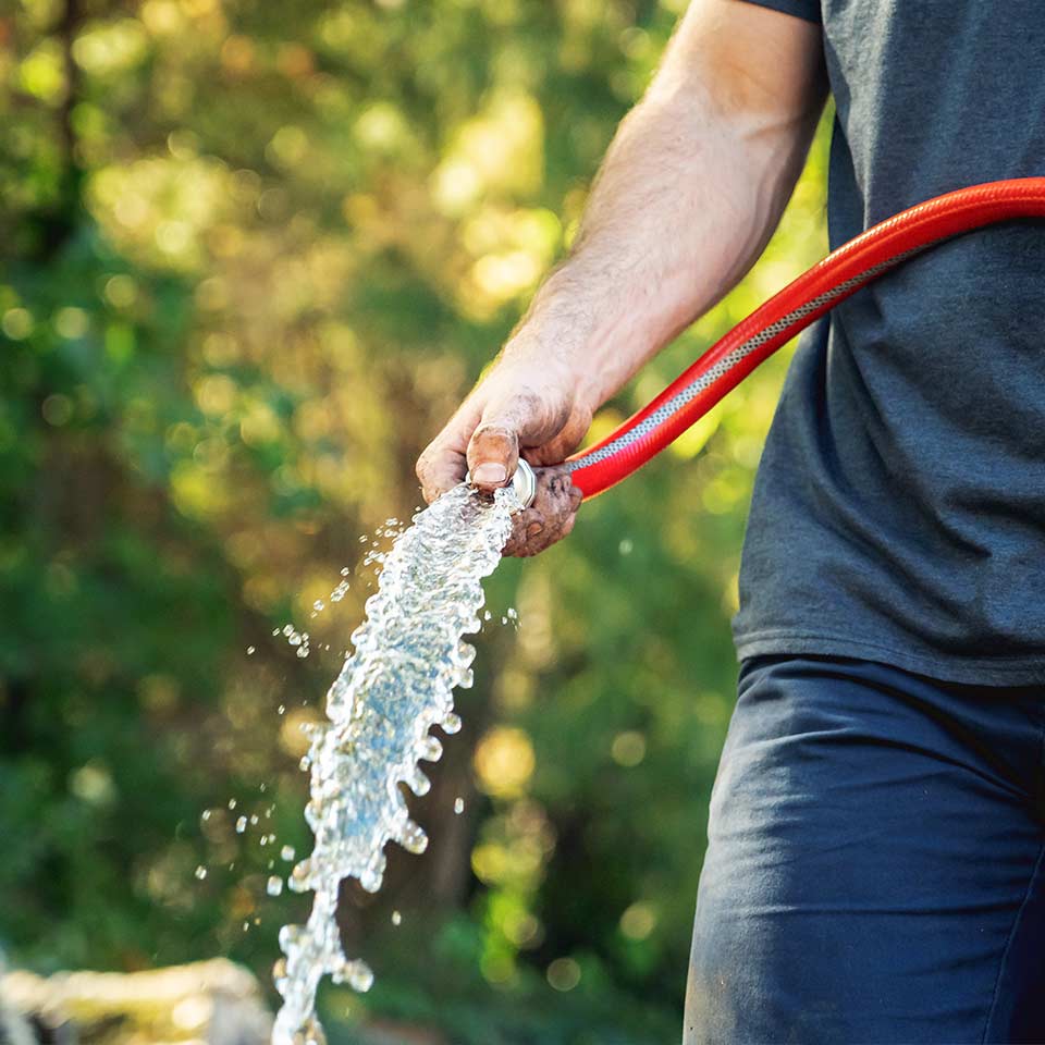 Watering a newly planted tree with a watering can