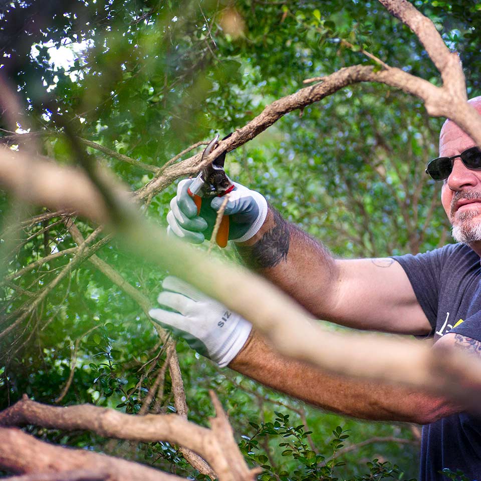 Pruning cut on a tree branch