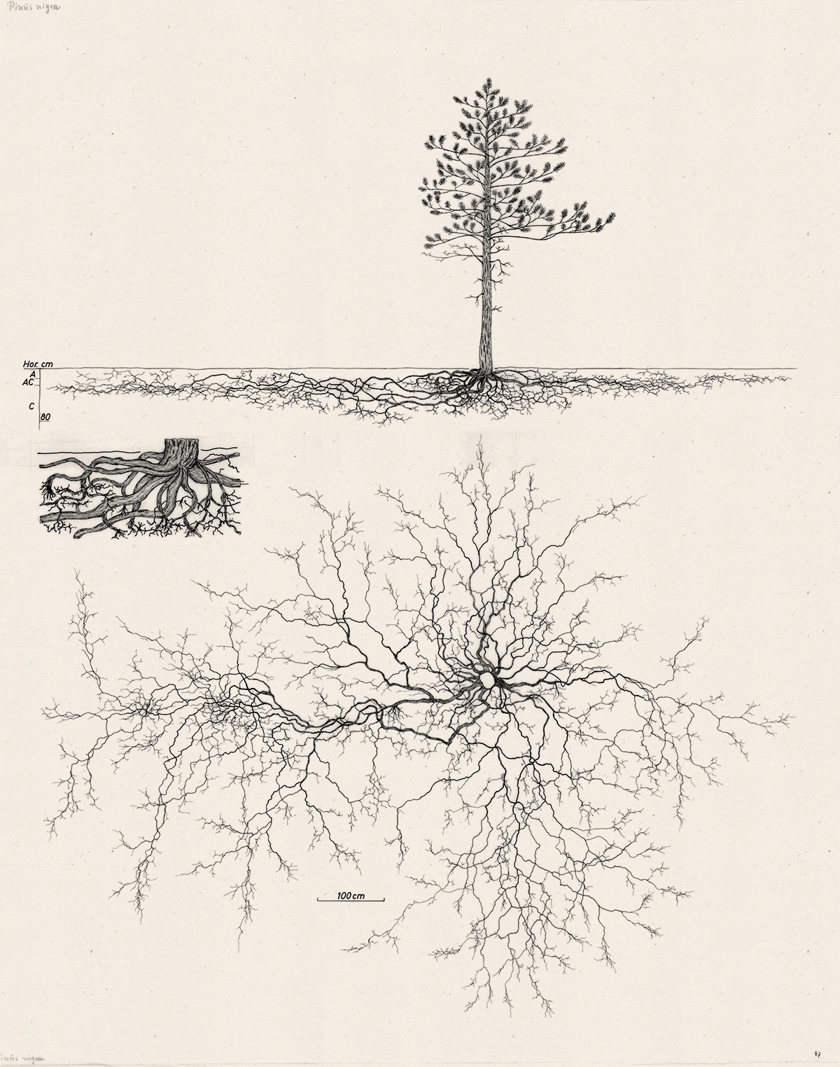Two black pines <em>(Pinus nigra)</em> with radically different root structures based on their location