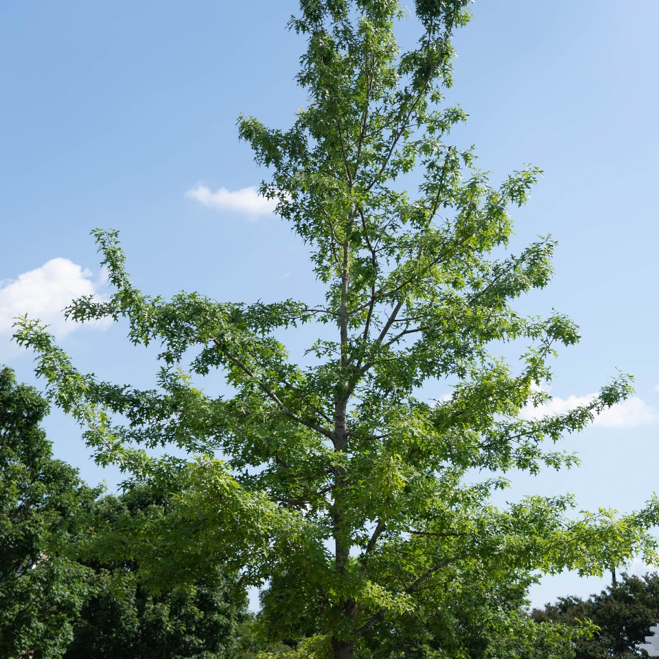 Red Oak after pruning, with single trunk and improved branch spacing