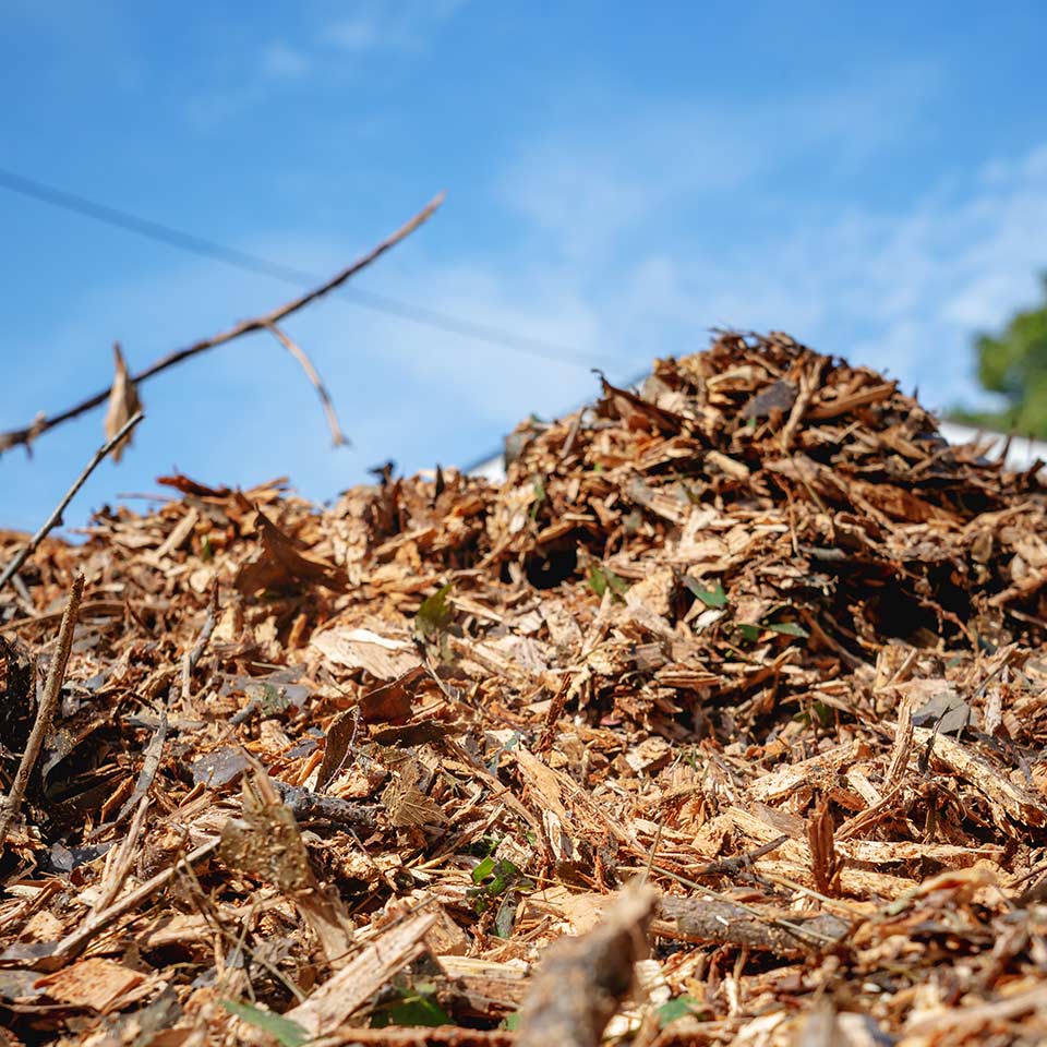 Wood chips applied at base of tree for soil health