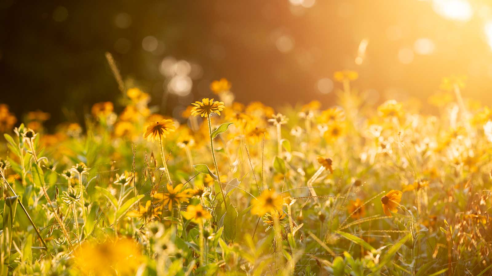 Planting a Piedmont Prairie Helped Change the Way I See the World ...