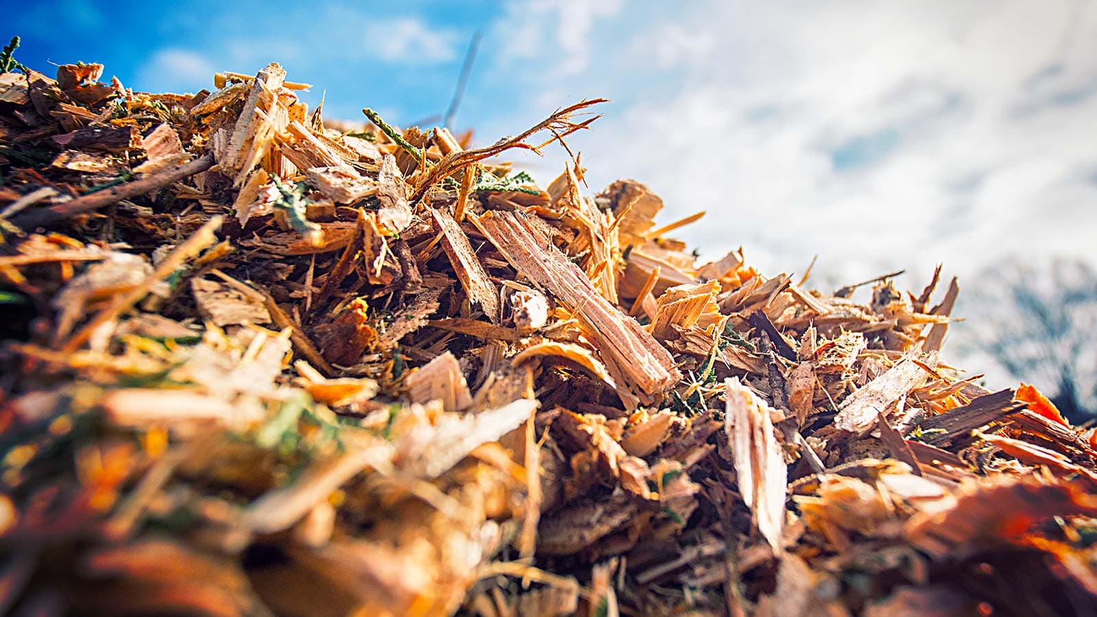 Free Wood Chips - Raleigh Cary Durham Chapel Hill Apex Garner NC