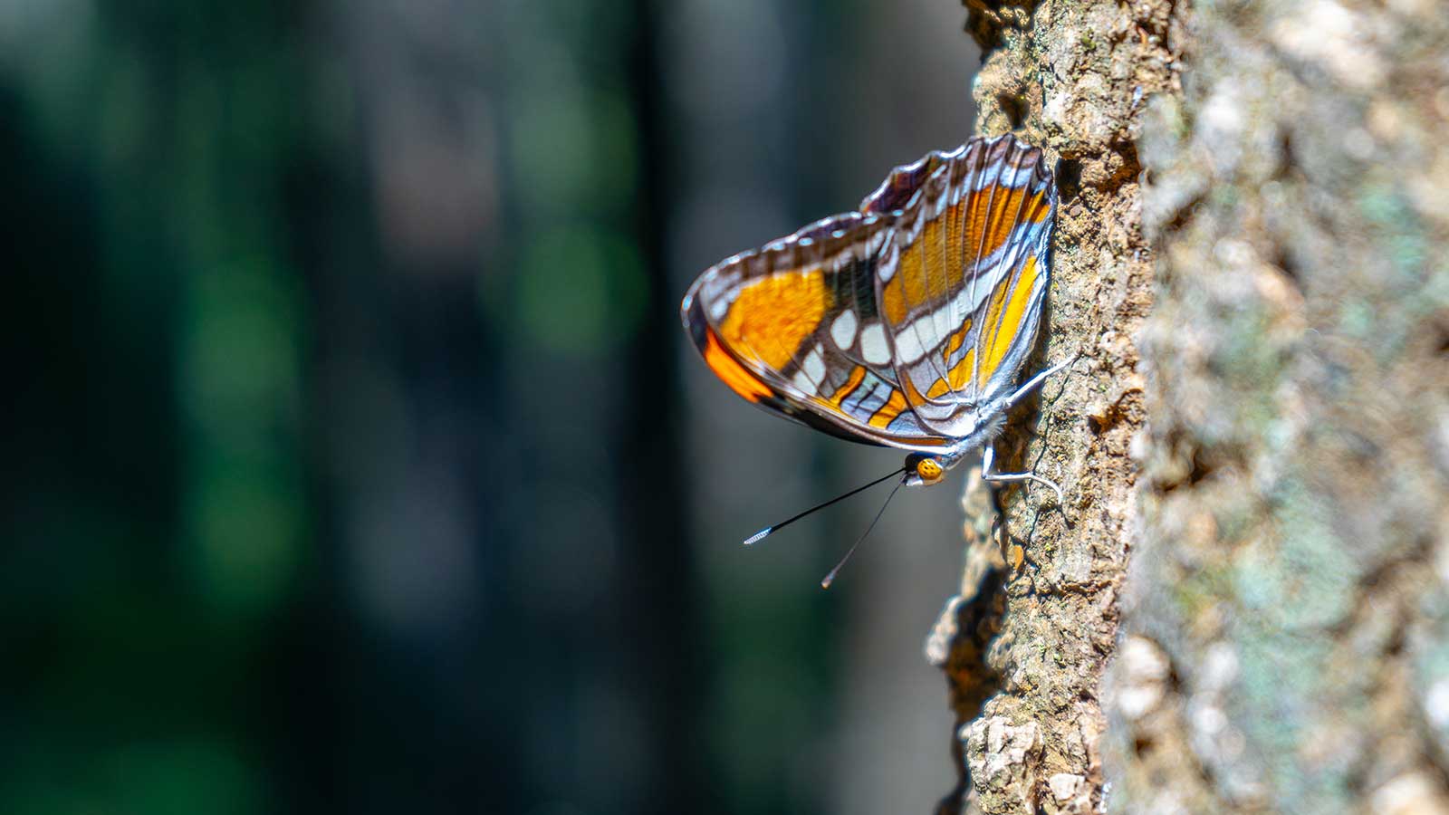 What Do Butterflies Mean In Native American Culture