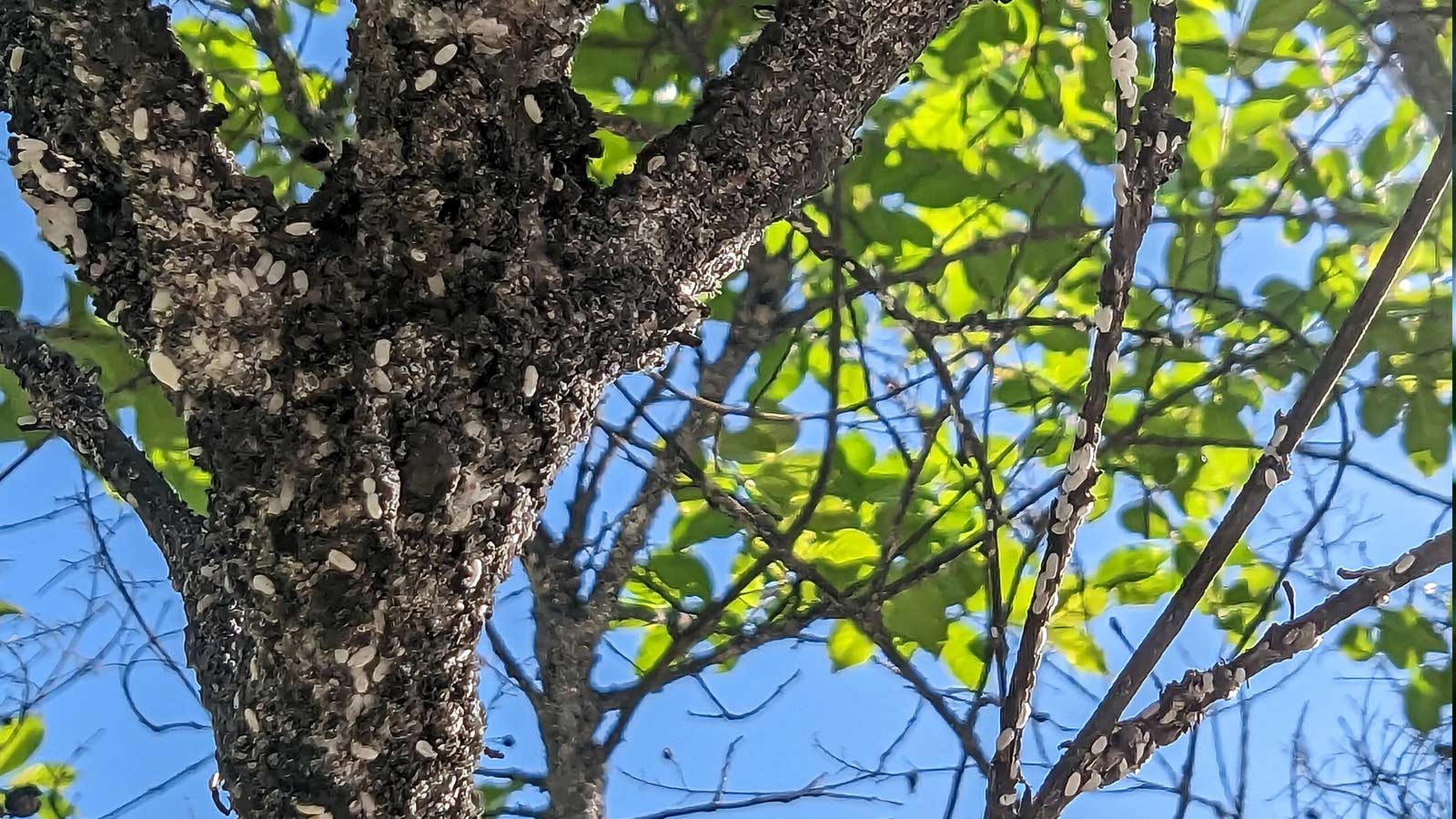 How to Control Crapemyrtle Bark Scale! - The Good Earth Garden Center