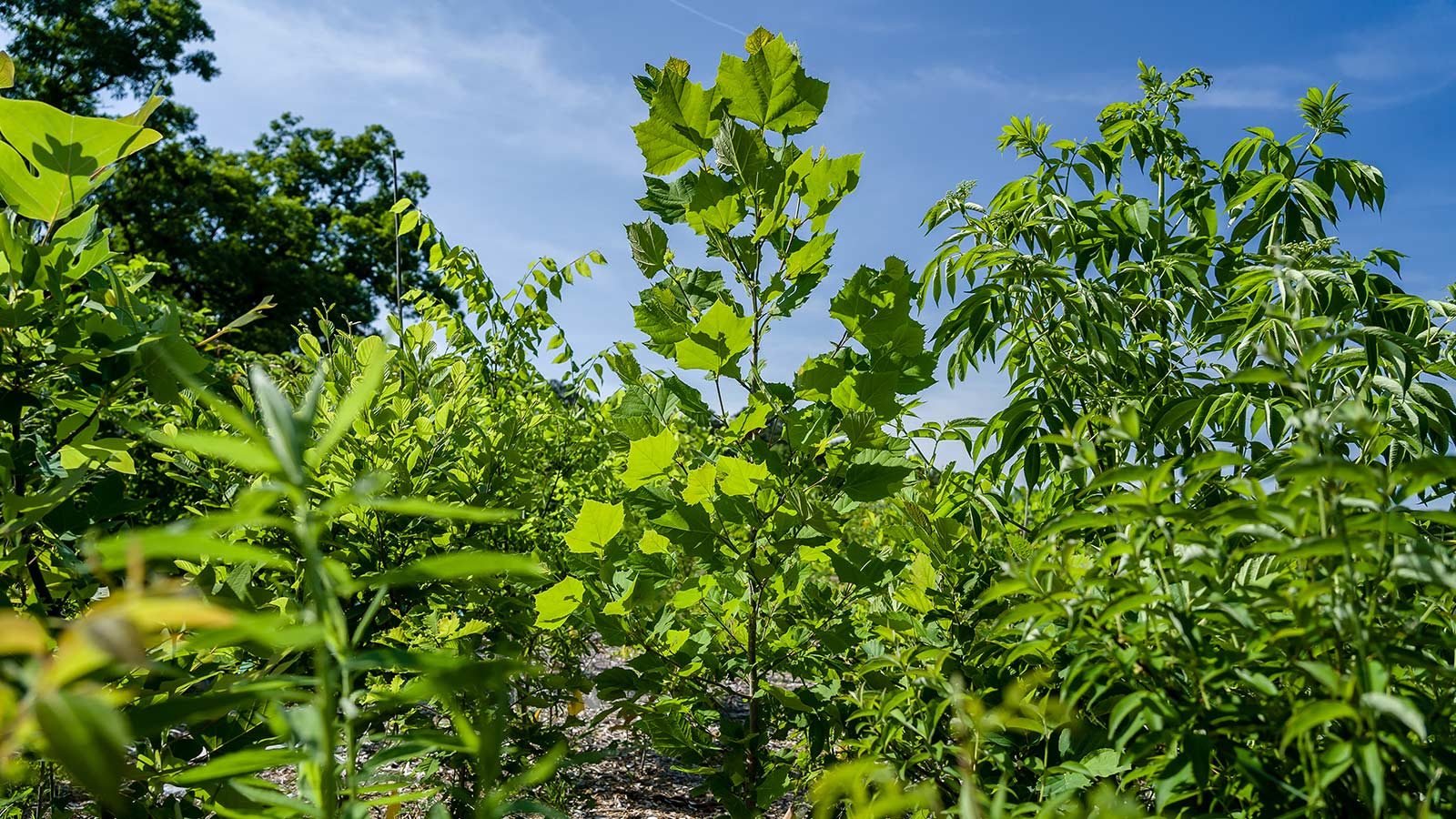 Strength in Numbers: The Basics of a Pocket Forest - Leaf & Limb