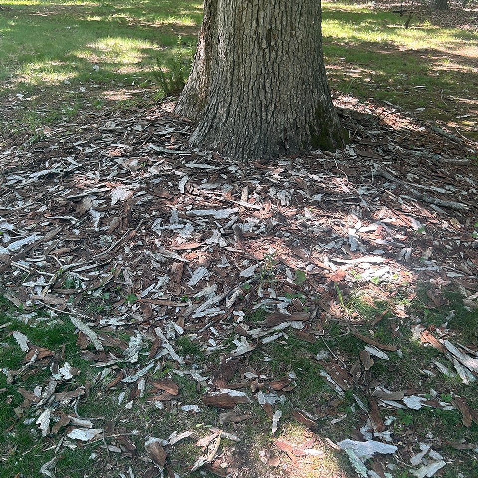 Bark flakes around the bottom of an oak tree