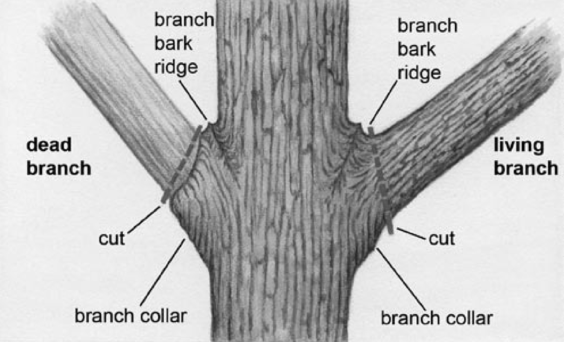 illustration of a branch collar
