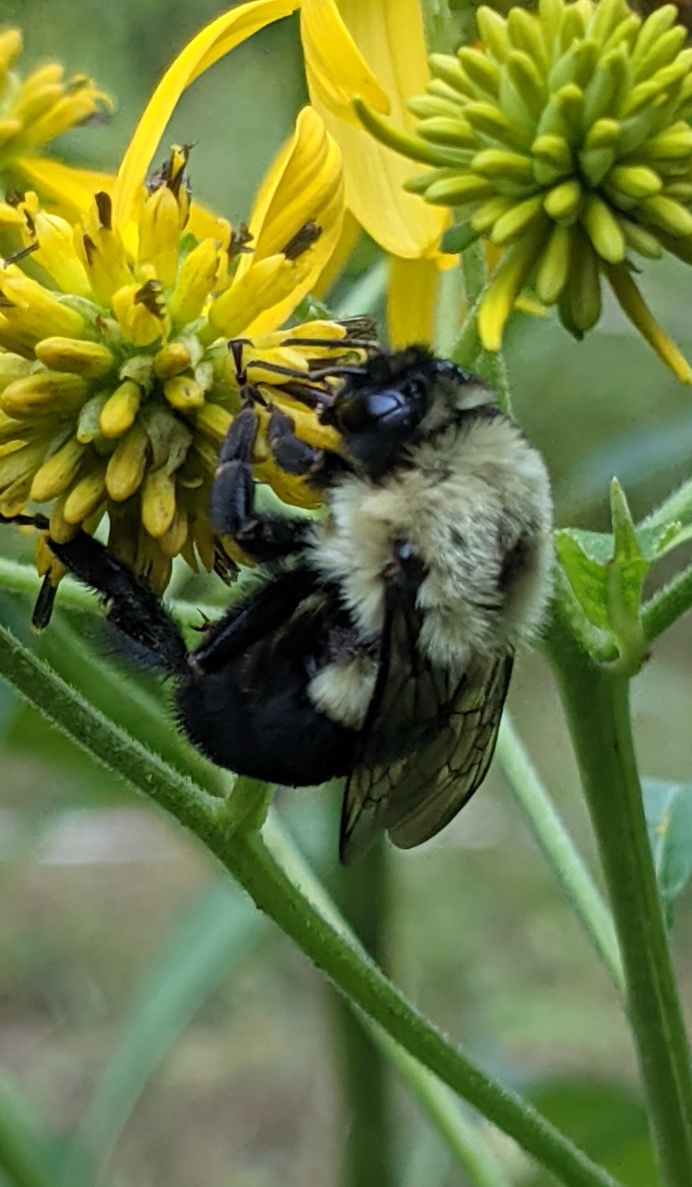 bumble bees can use all the help they can get