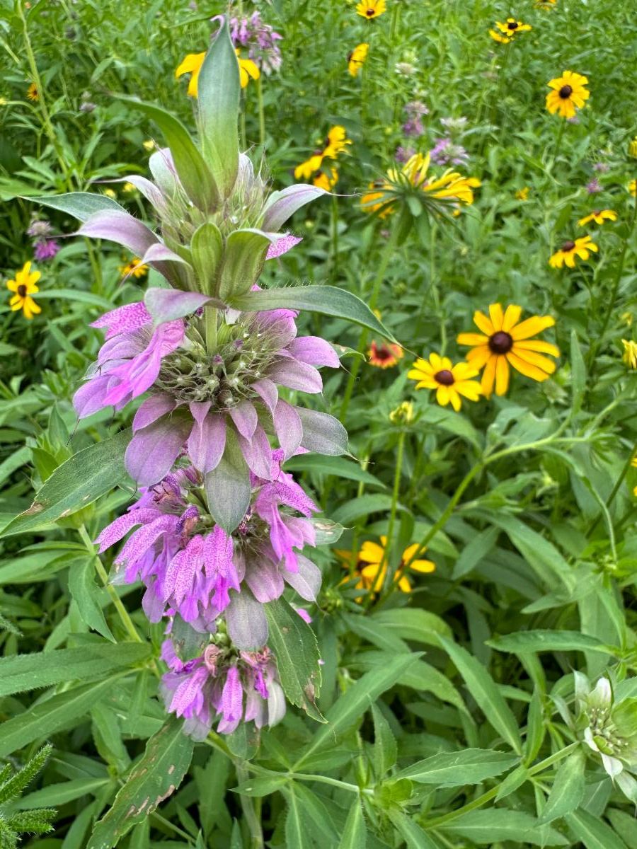 bee balm from a Piedmont Prairie