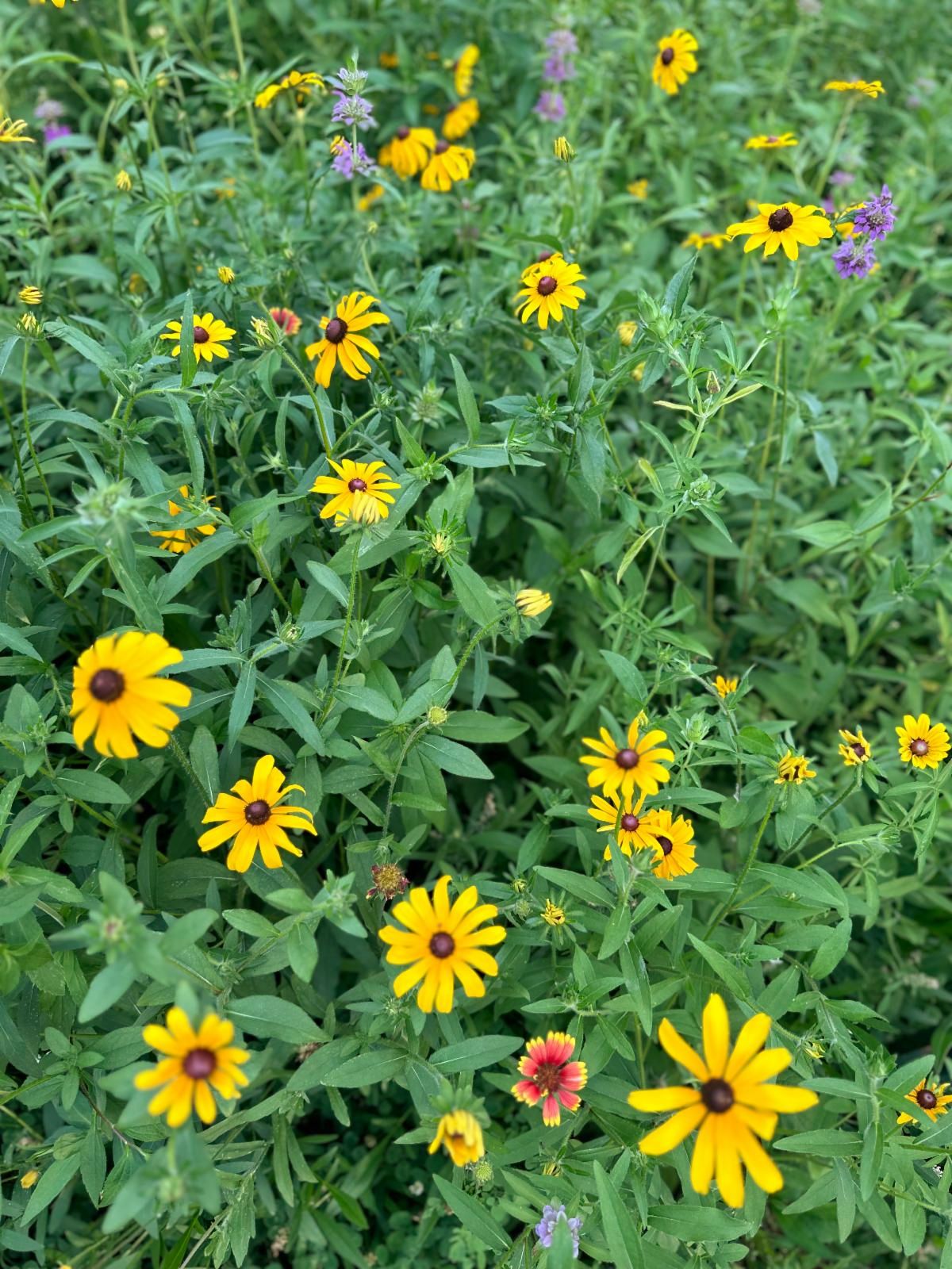 yellow flowers from a Piedmont Prairie