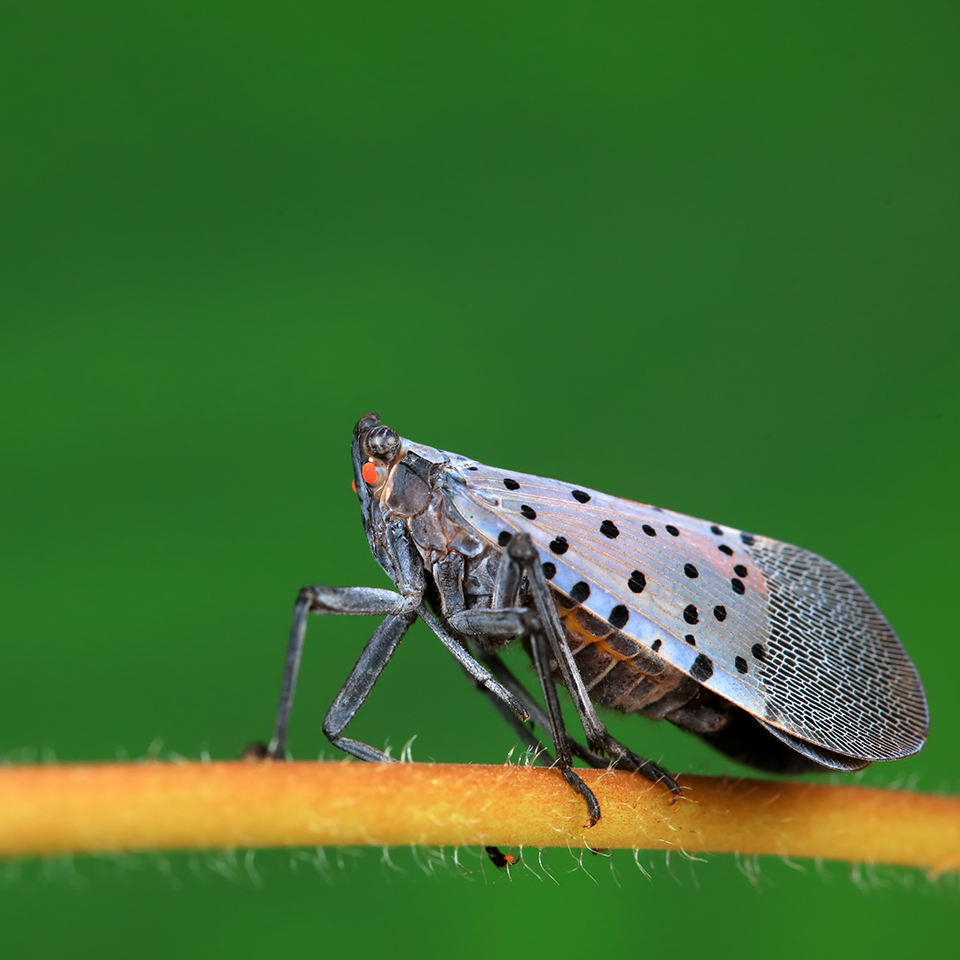 Spotted lanternfly with wings folded.