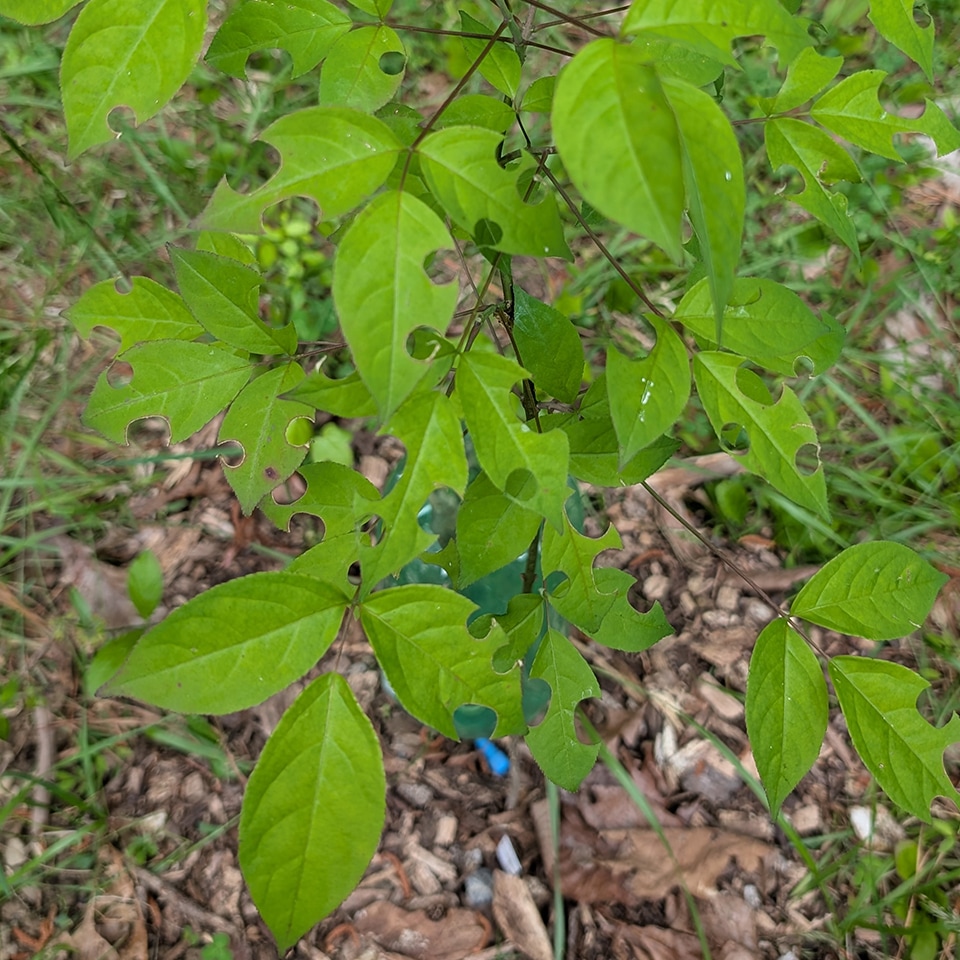 Leafcutter bee damage on the leaves of a young bladderpod shrub