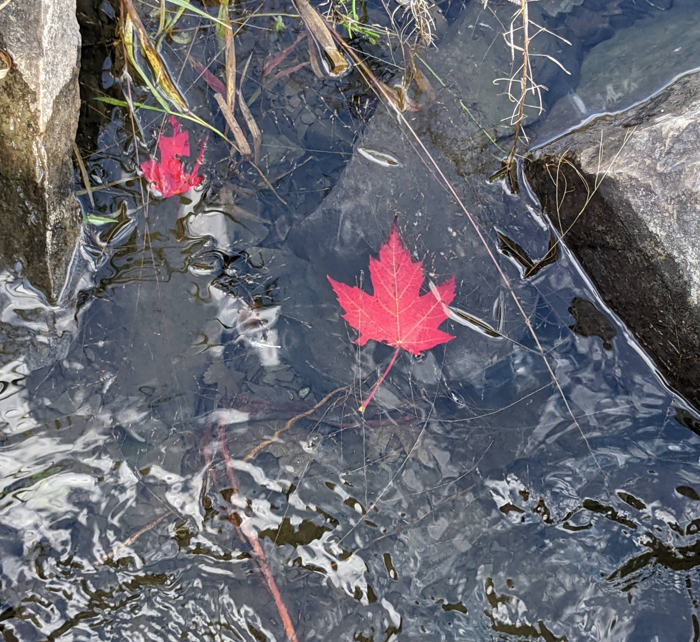 red maple leaf floating in clear water between two rocks