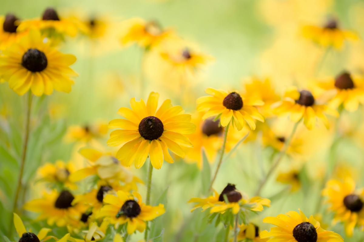 yellow flowers from a Piedmont Prairie