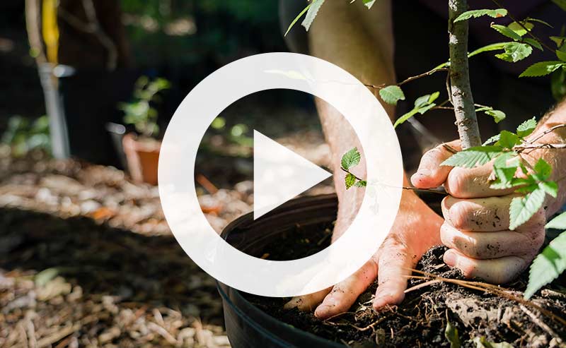 Video | How to Plant a Tree: The Definitive Guide to Proper Planting ...