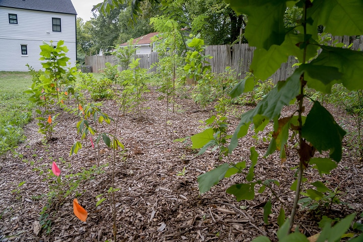 Pocket Forest at 5 Months