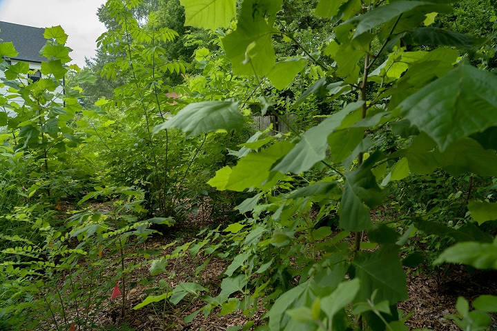 Pocket Forest at 16 Months