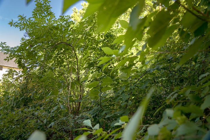 Pocket Forest at 28 Months