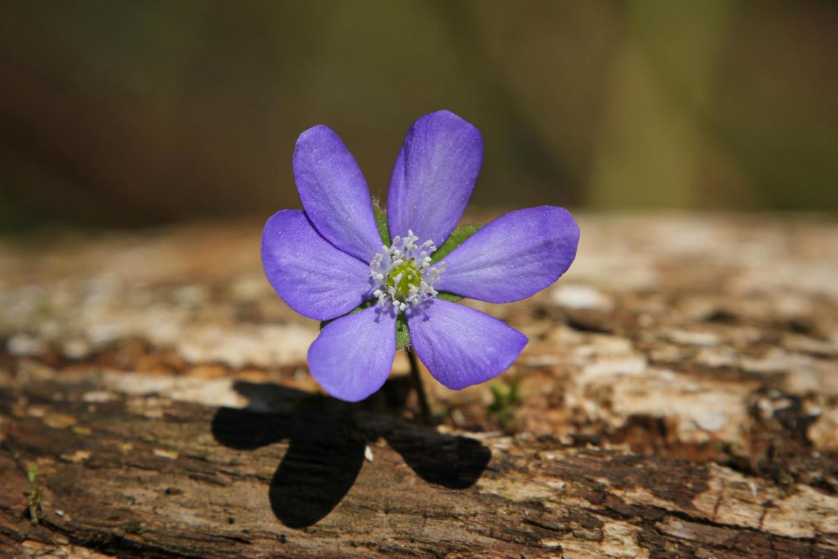 purple hepatica bloom