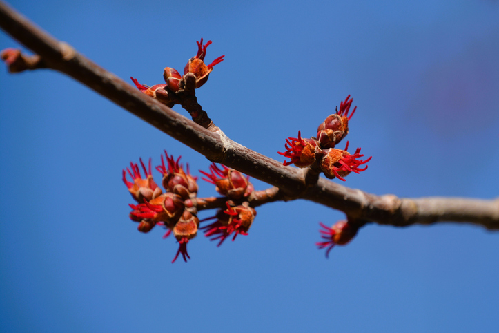early spring buds on a red maple