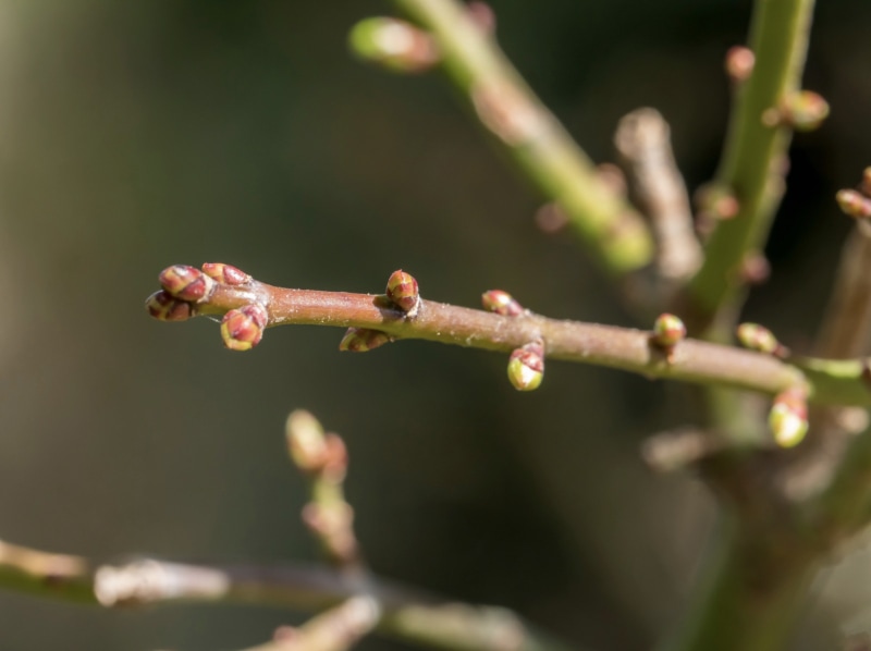 green buds on a branch