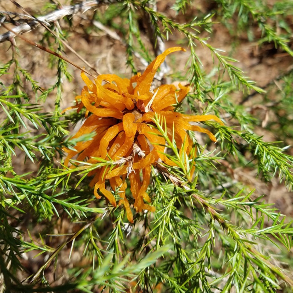 Telial gall of a rust fungus