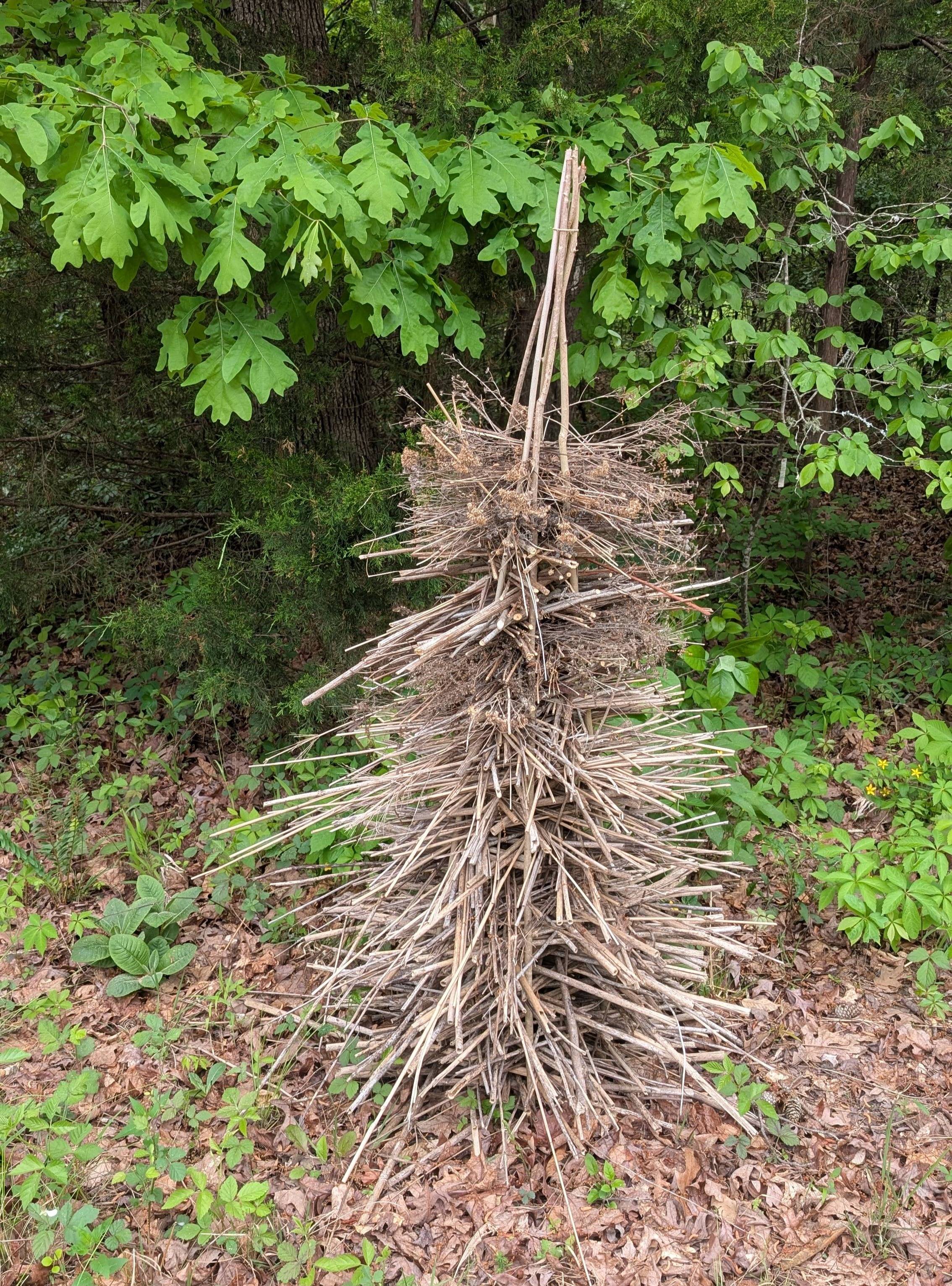Brush pile for wildlife