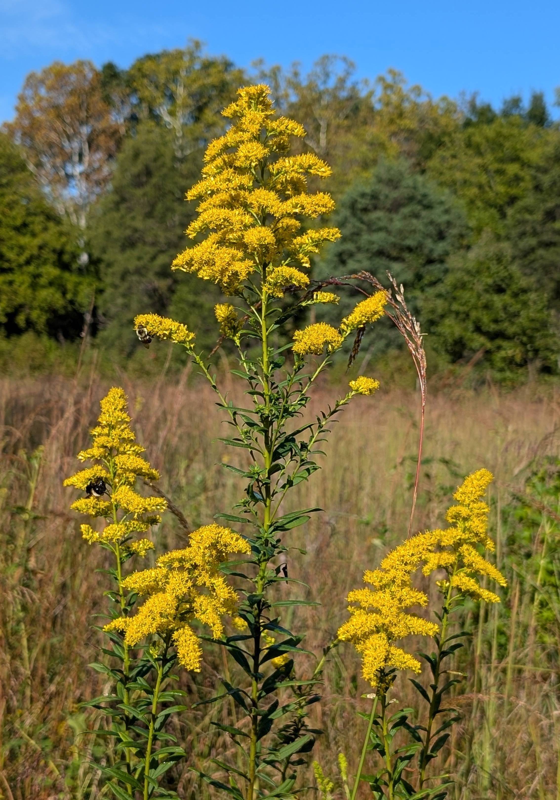 Goldenrod with bumblebees