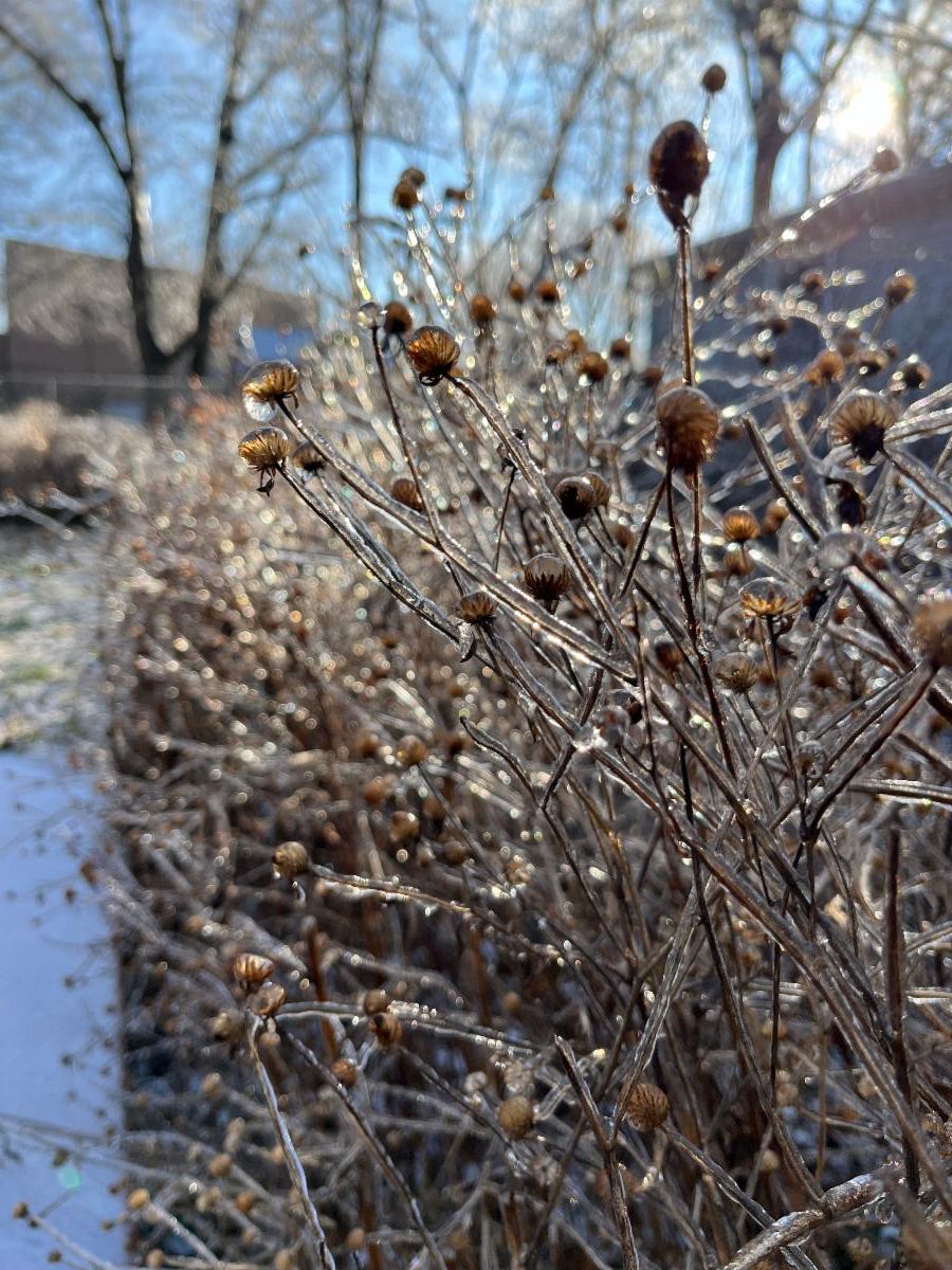 dried flower stems in a prairie covered in ice